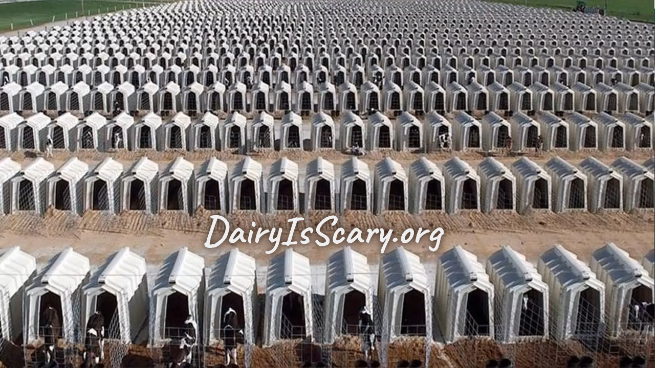 DairyIsScary.org